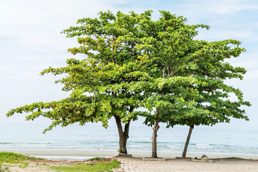 mengenal pohon ketapang dan manfaatnya