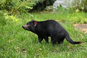 musang
