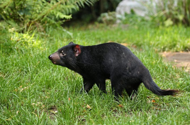 musang