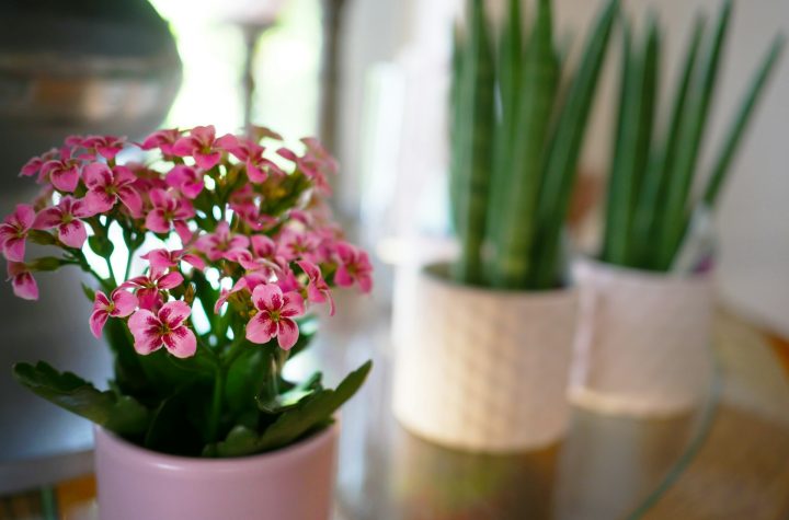 Bunga di dalam rumah