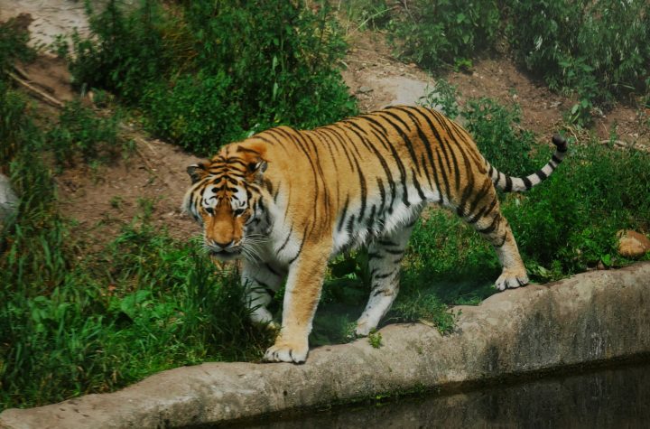 Harimau Sumatra